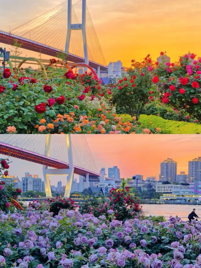 First time visiting Shanghai, almost couldn't come back