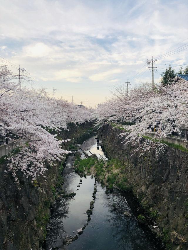 花見名古屋：千年古城的櫻花物語