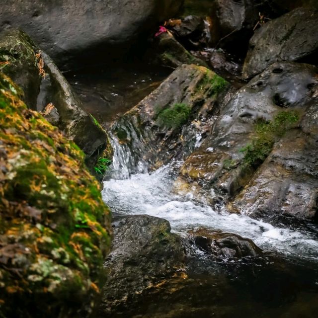 廣州週邊｜闖入綠野仙蹤！石門森林國家公園🌿