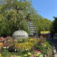 🌸東京上野公園新生｜春日限定的浪漫重啟🌿