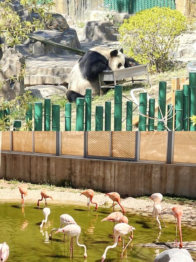 你以為只是看動物？大連森林動物園還能這樣玩？