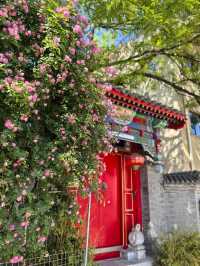 4.28實拍︱壽比胡同嘅玫瑰花上線啦