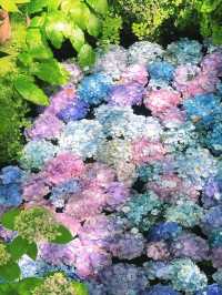 鎌倉嘅夏天係藍色嘅
