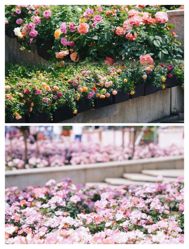 杭州頂流，0蚊衝入莫奈月季花園。
