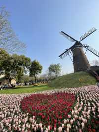 Luboyuan Nanjing: a mini Netherlands to see tulip 🌷