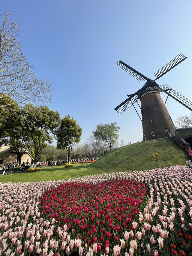 Luboyuan Nanjing: a mini Netherlands to see tulip 🌷