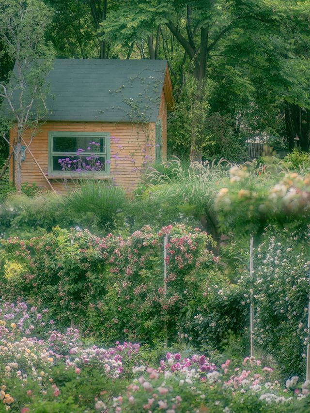 治癒系風景｜雲南｜呈貢的莫奈花園