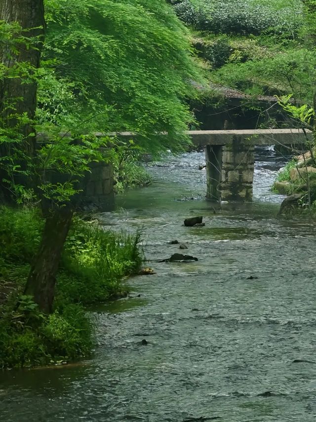 杭州避暑天花板！跟住本地人闖九溪煙樹秘境