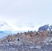 登陸南極龍尼島