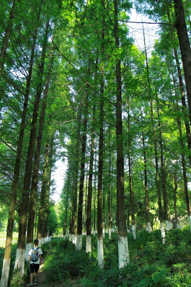 我的城市公園徒步天花板城市裡的綠野仙蹤 我的城市公園徒步天花板城市裡的綠野仙蹤