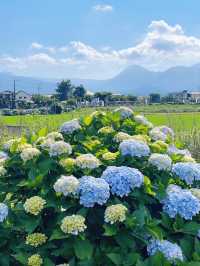 神奈川 | 邂逅繡球花小村莊🌸