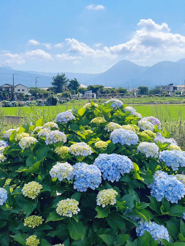 神奈川 | 邂逅繡球花小村莊🌸