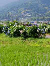 神奈川 | 邂逅繡球花小村莊🌸