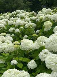 東京郊野的繡球花盛會🌺