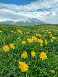 免費嘅布隆溝，雪山草原大片任你影！