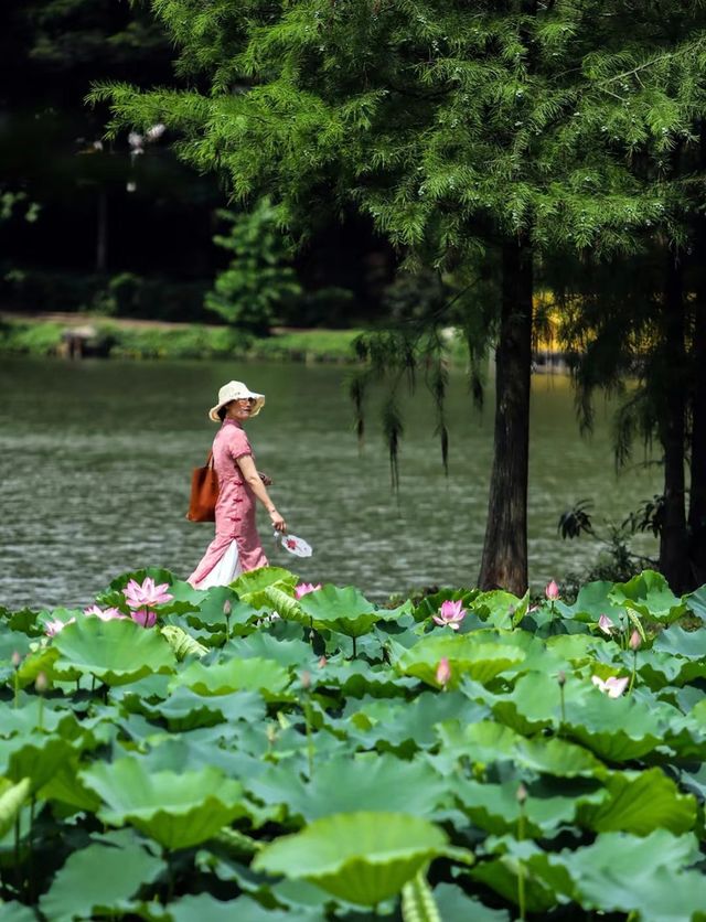 東莞市區周邊最大嘅荷花海，限時上線！