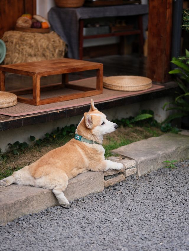 走進理想的院子——友人森林