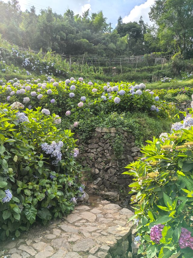 無盡夏日開啟，福州賞繡球花要抓緊了