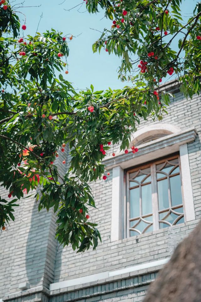 福州的荔枝樹，是長在建築裡的年輪