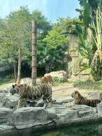2025年暑假深圳野生動物園避坑指南