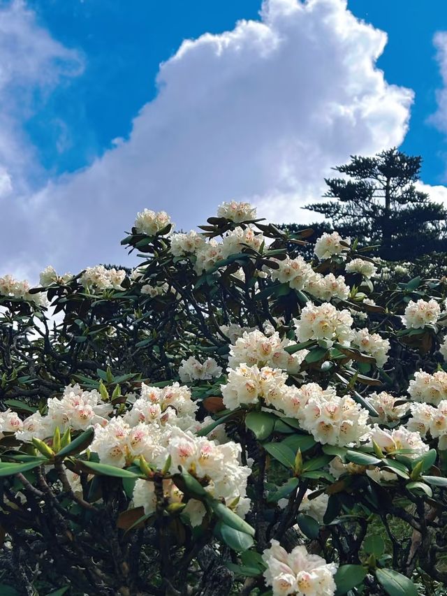 大理蒼山：七月尾嘅杜鵑花