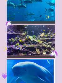 三亞亞特蘭蒂斯水族館高效遊玩攻略