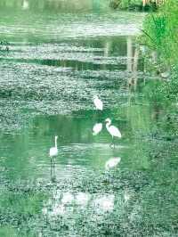 夏日秘境 | 上海浦東秀南公園