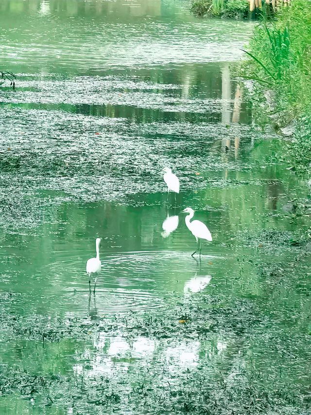 夏日秘境 | 上海浦東秀南公園
