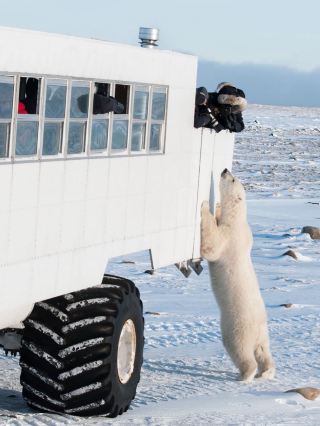 Global 100% Polar Bear Viewing Route: Tundra Buggy in Churchill, Canada