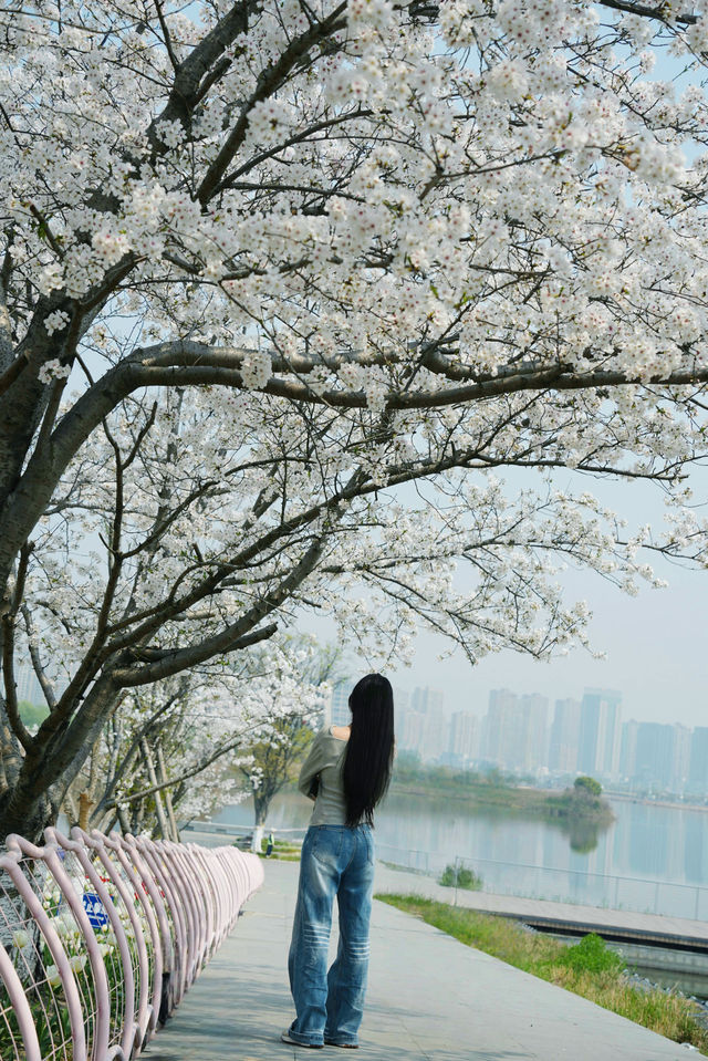 寧波前灣賞花攻略｜春日限定浪漫，邂逅花海