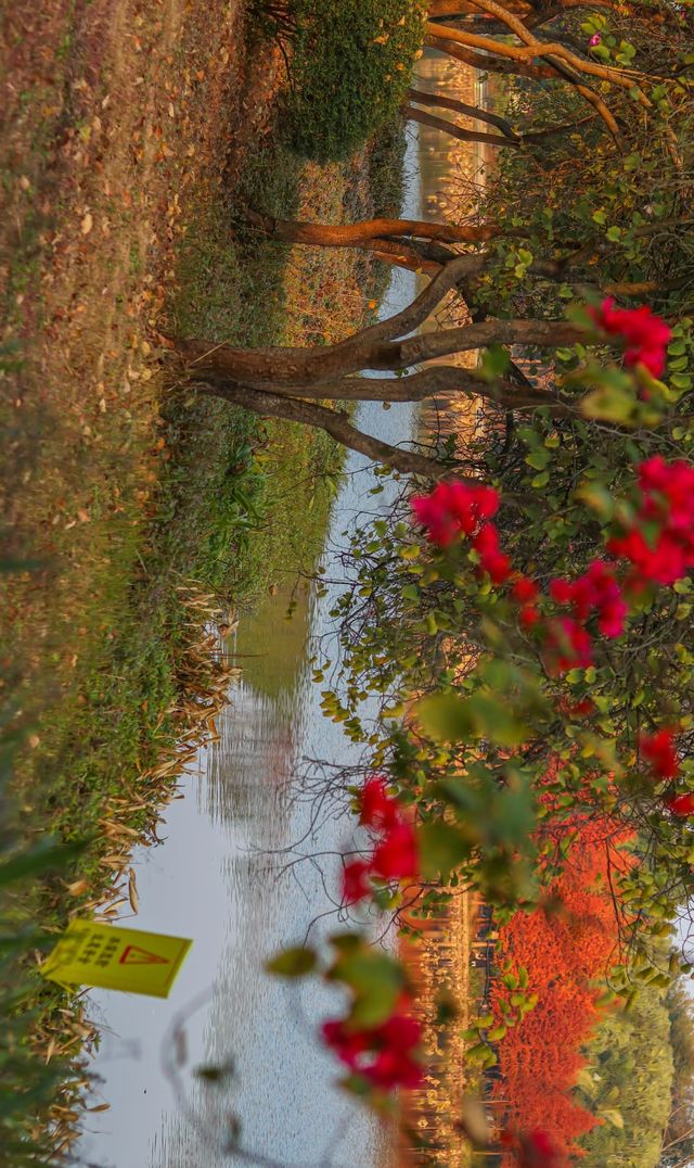 柳州紅杉林