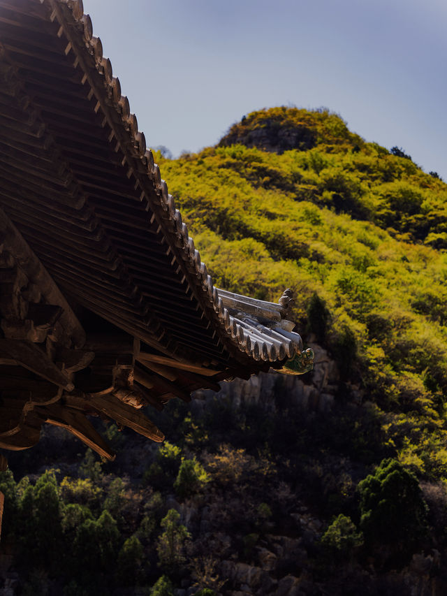 關閉近半個月的青蓮寺，終於恢復開放