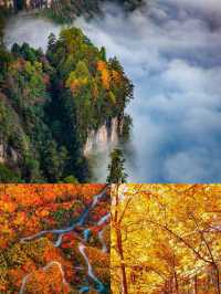 光霧山紅葉季｜中國紅葉第①山，私藏絕美賞秋秘境