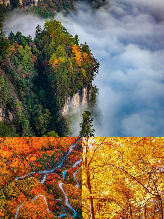 光霧山紅葉季｜中國紅葉第①山，私藏絕美賞秋秘境