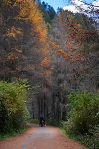 成都周邊一日往返，個不廢腿的彩林秘境