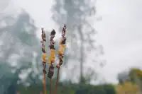 建水十七孔橋