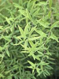 春庭噴雪綴清芳,繡線菊語藏韌心
