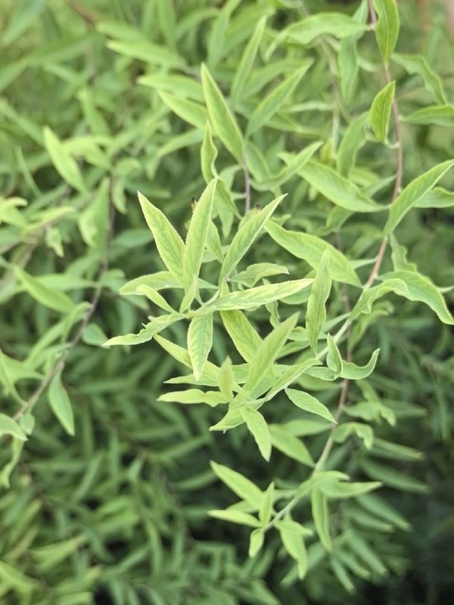 春庭噴雪綴清芳,繡線菊語藏韌心 春庭噴雪綴清芳,繡線菊語藏韌心
