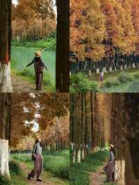 成都賞秋指南個絕美的秋日氛圍感公園!