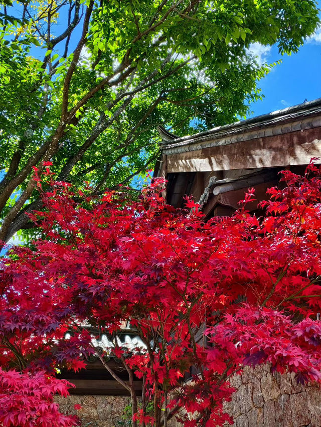 中國麗江之旅 中國麗江之旅