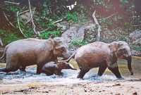 西雙版納三日遊