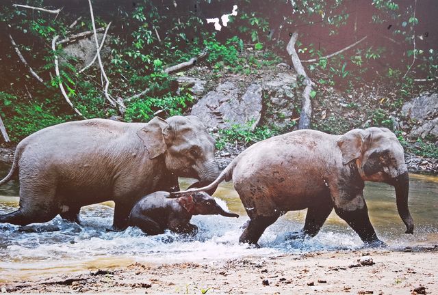 西雙版納三日遊 西雙版納三日遊