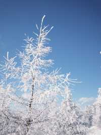 樺皮嶺踏雪：樺皮嶺會懲罰每一個不帶工具的人！