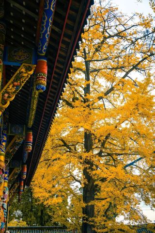 古剎金葉紅牆相映