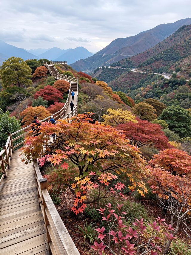 免費紅葉秘境指南 免費紅葉秘境指南