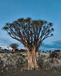 納米比亞絕美箭袋樹公園｜自帶仙氣的拍照天堂