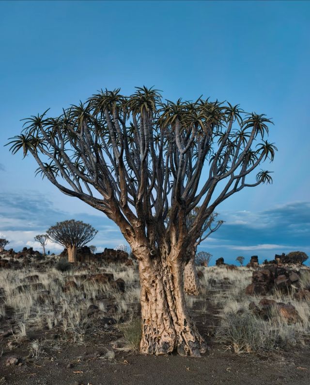 納米比亞絕美箭袋樹公園｜自帶仙氣的拍照天堂