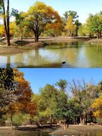 金塔胡楊林:千年守望,沙漠中的奇蹟!