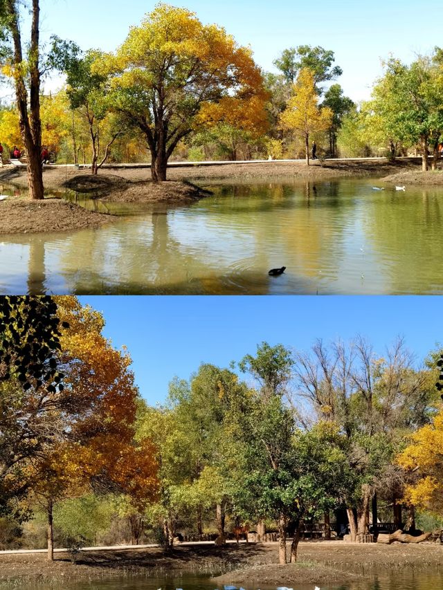 金塔胡楊林:千年守望,沙漠中的奇蹟! 金塔胡楊林:千年守望,沙漠中的奇蹟!