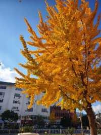 會澤秋韻：在時光摺皺裡拾起一城金黃